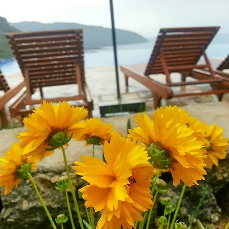 Olive Garden Kabak