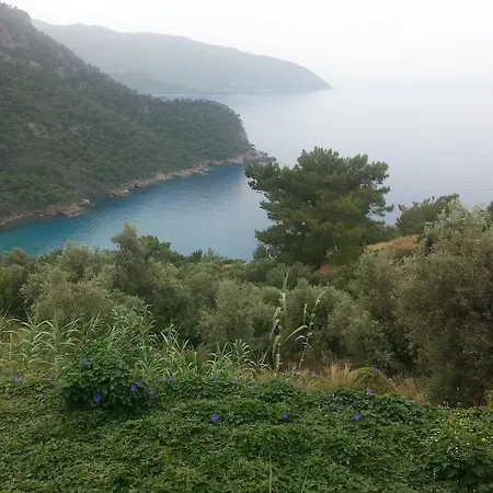 Olive Garden Kabak