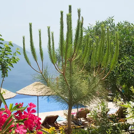 Olive Garden Kabak 2*
